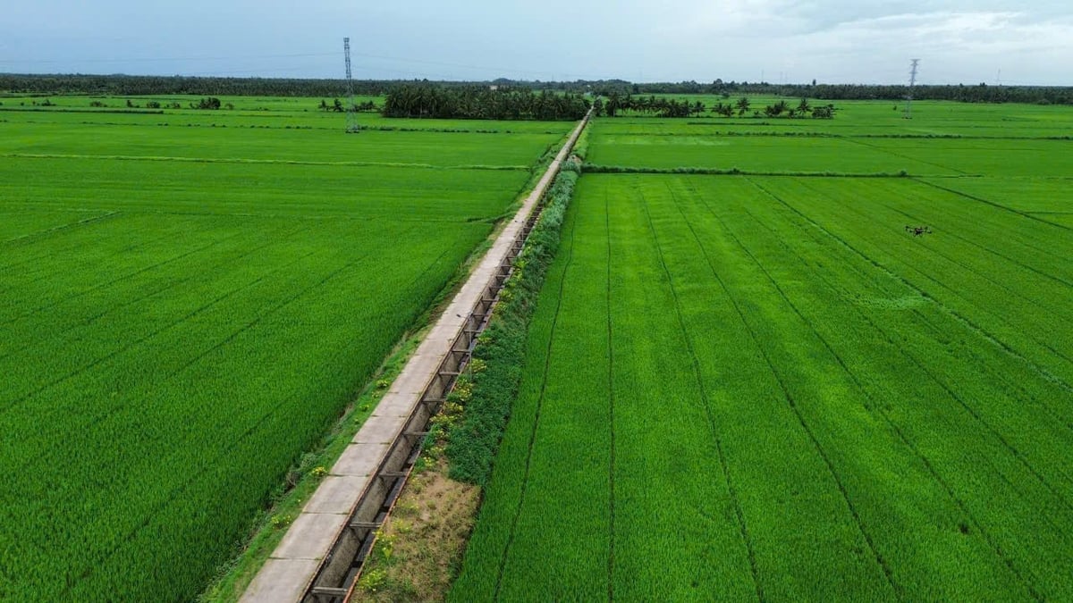 Khu vực trồng lúa tại xã Tiểu Cần sau khi được đầu tư hạ tầng đã mang lại hiệu quả tích cực. Ảnh: Hồ Thảo.