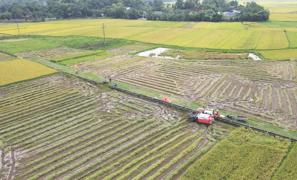 Luật Đất đai 2024 đã có những quy định mang tính đột phá, song vẫn chưa thực sự mở toang cánh cửa cho tập trung, tích tụ đất nông nghiệp. Ảnh: Thanh Nga.