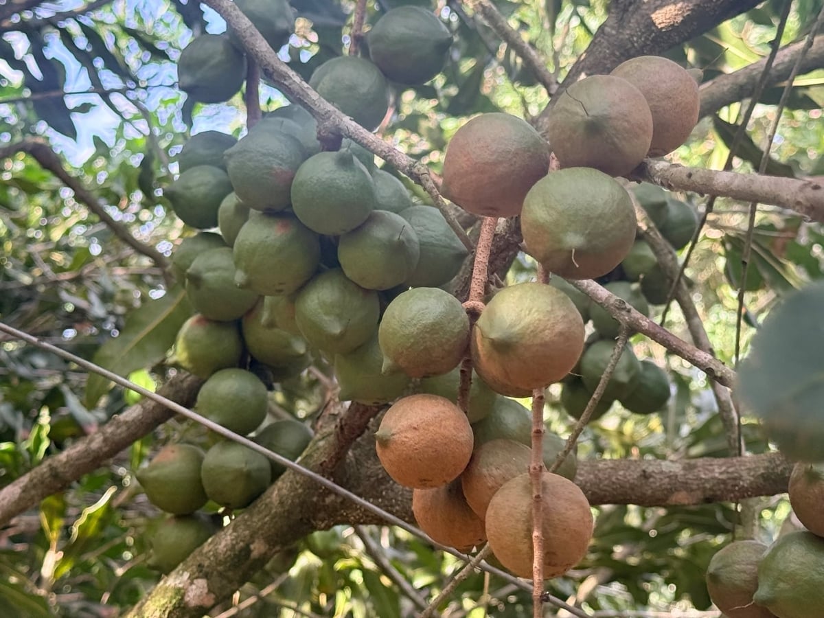 Cây mắc ca được đánh giá phù hợp với điều kiện khí hậu, thổ nhưỡng khu vực phía tây Quảng Ngãi. Ảnh: Võ Hà. Cây mắc ca được đánh giá phù hợp với điều kiện khí hậu, thổ nhưỡng khu vực phía tây Quảng Ngãi. Ảnh: Võ Hà.