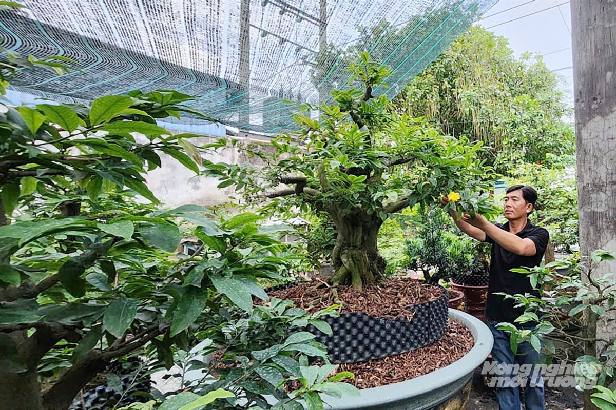Anh Phạm Hoàng Tiện kiểm tra 'sức khỏe' cây mai. Ảnh: Nguyễn Thủy.