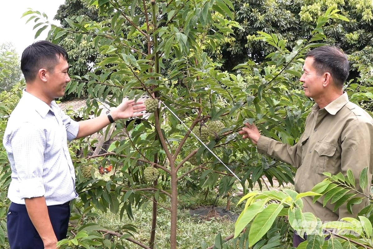 Mô hình trồng na VietGAP tại xã Đầm Hà bước đầu cho hiệu quả kinh tế cao. Ảnh: Nguyễn Thành. Mô hình trồng na VietGAP tại xã Đầm Hà bước đầu cho hiệu quả kinh tế cao. Ảnh: Nguyễn Thành.