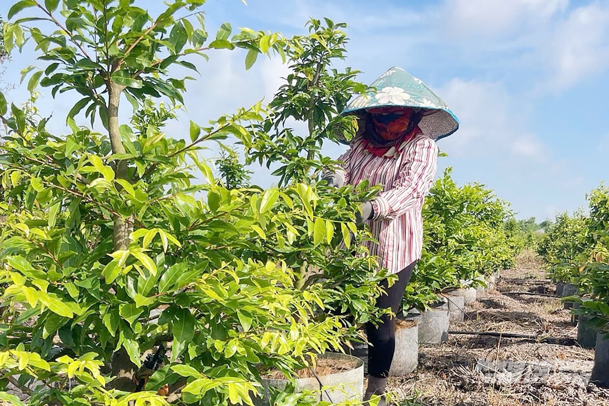 Hiện toàn TP.HCM có khoảng 810ha trồng mai vàng. Ảnh: Nguyễn Thủy.