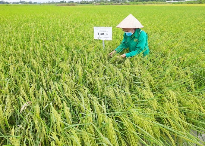 Các thủ tục được cắt giảm kỳ vọng sẽ giúp các đơn vị nghiên cứu giống hoạt động hiệu quả hơn. Ảnh: Tùng Đinh.