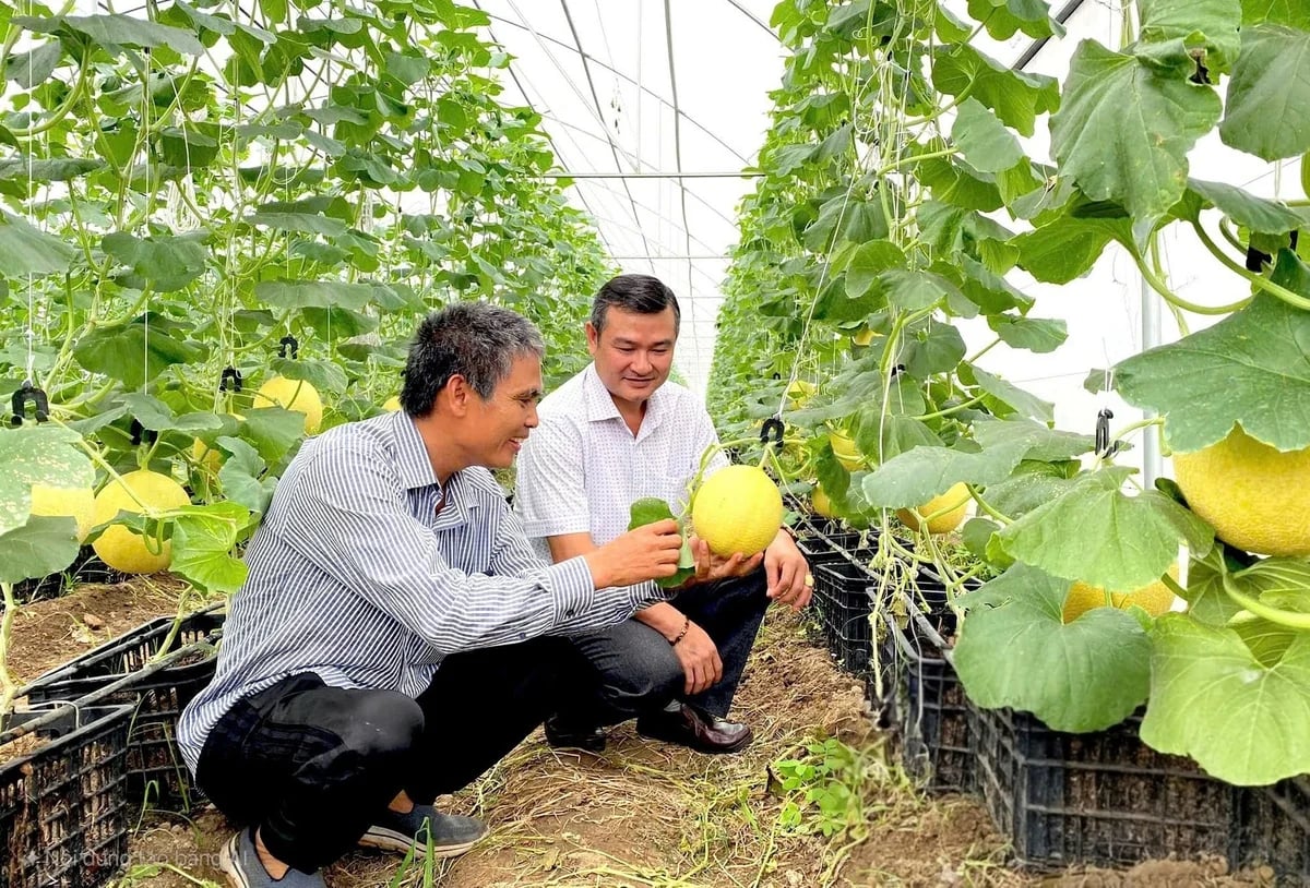 Vấn đề quản lý tên giống cũng là điểm nghẽn cần được tháo gỡ. Ảnh: NNVN.