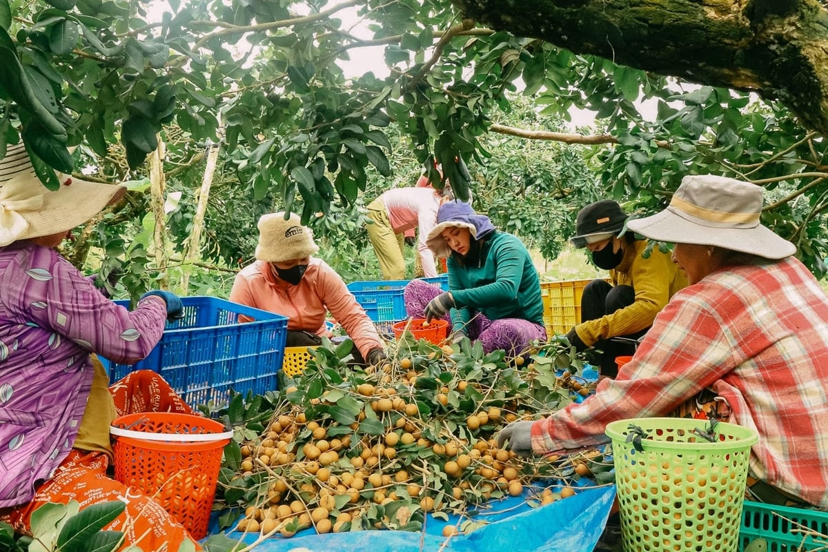 Nhà vườn Thới Hưng vào vụ thu hoạch thanh nhãn, kịp thời cung ứng cho doanh nghiệp xuất khẩu. Ảnh: Kim Anh.