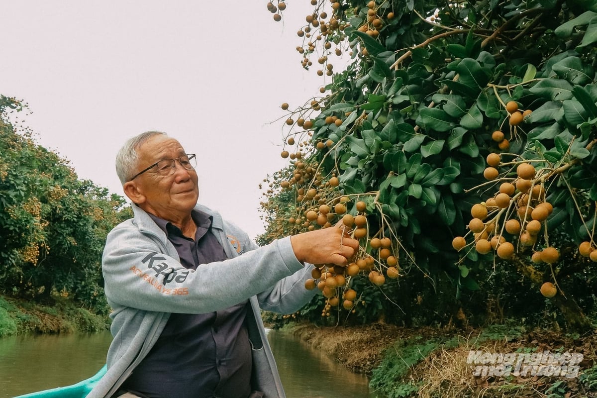 Ông Trần Phước Sơn, Giám đốc HTX Trạng Tí Garden cho biết, HTX đang hoàn thiện các thủ tục để tiếp tục chứng nhận GlobalGAP cho khoảng 25 ha thanh nhãn. Ảnh: Kim Anh.