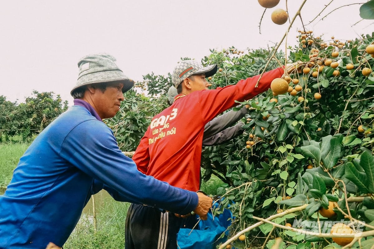 Thanh nhãn xuất khẩu phải được hái đúng kỹ thuật về kích cỡ, màu sắc, độ chín theo hướng dẫn của doanh nghiệp. Ảnh: Kim Anh.