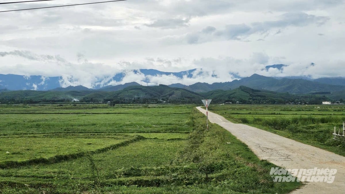Những cánh đồng vắng bóng người trong vụ hè thu. Ảnh: Quốc Toản.