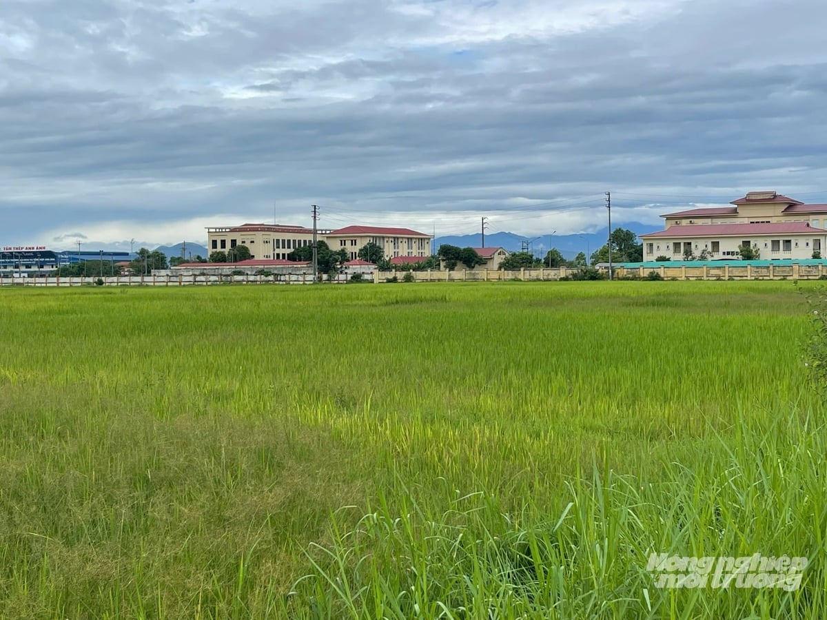 Ông Sơn nhận lại những thửa ruộng không gieo cấy vụ hè thu để cải tạo, chuẩn bị sản xuất vụ tiếp theo. Ảnh: Quốc Toản. Ông Sơn nhận lại những thửa ruộng không gieo cấy vụ hè thu để cải tạo, chuẩn bị sản xuất vụ tiếp theo. Ảnh: Quốc Toản.