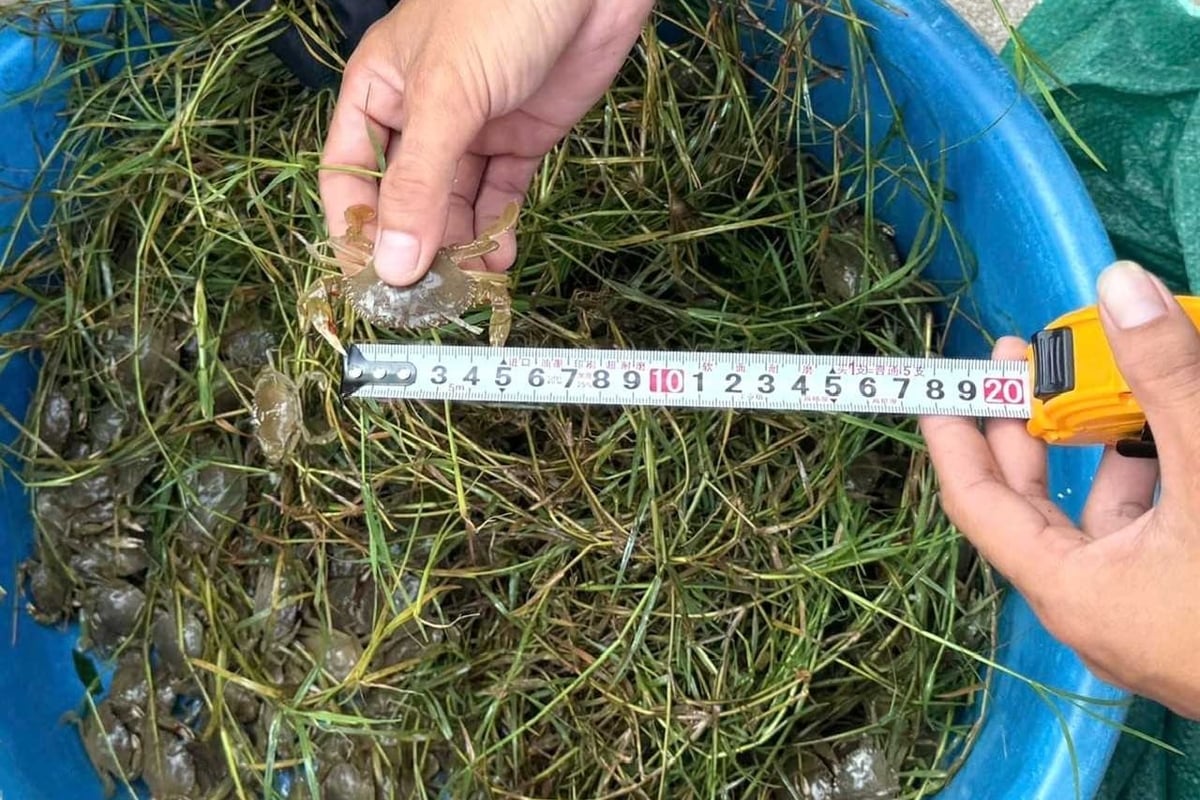 Cua giống có kích cỡ từ 3-4 cm, sức khỏe ổn định trước khi thả ra môi trường nuôi. Ảnh: Phạm Hà. Cua giống có kích cỡ từ 3-4 cm, sức khỏe ổn định trước khi thả ra môi trường nuôi. Ảnh: Phạm Hà.