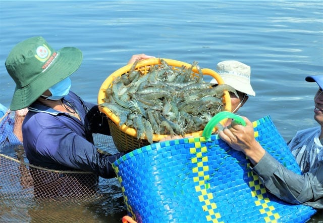 Nhiều mô hình nuôi tôm ở Đồng bằng sông Cửu Long cho năng suất cao. Ảnh: Tạp chí Thủy sản Việt Nam.