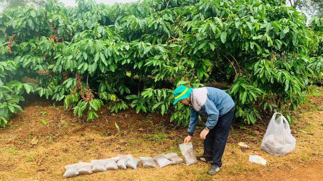 Dùng phân hữu cơ bón cho cà phê giúp phát thải các-bon. Ảnh: P.C.