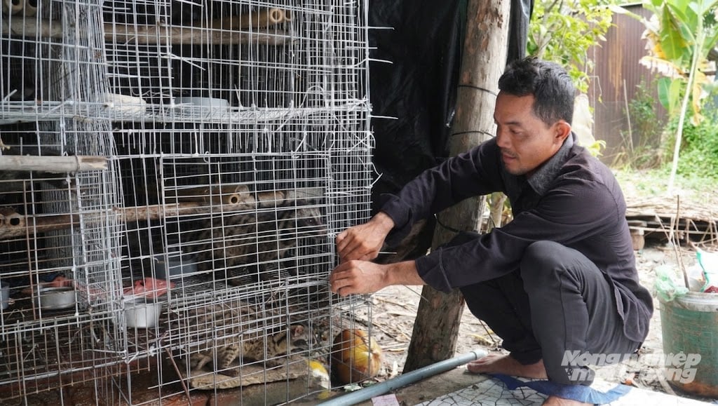 Anh Nguyễn Văn Triều chăm sóc đàn chồn hương được hỗ trợ, kỳ vọng có thêm sinh kế mới cho gia đình. Ảnh: Văn Vũ.