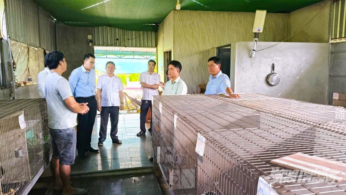 Lãnh đạo xã Phụng Hiệp khảo sát mô hình nuôi chồn hương tại hộ dân được hỗ trợ con giống. Ảnh: Văn Vũ.