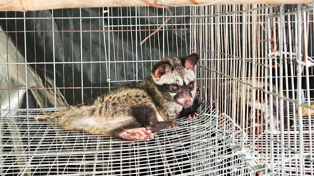 Chồn hương được nuôi trong chuồng lồng, thuận tiện chăm sóc và theo dõi quá trình phát triển. Ảnh: Văn Vũ.