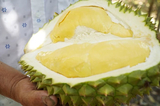 Sở Nông nghiệp và Môi trường tỉnh Quảng Ngãi là chủ sở hữu nhãn hiệu chứng nhận 'Sầu riêng Kon Tum'. Ảnh: Kim Anh. Sở Nông nghiệp và Môi trường tỉnh Quảng Ngãi là chủ sở hữu nhãn hiệu chứng nhận 'Sầu riêng Kon Tum'. Ảnh: Kim Anh.