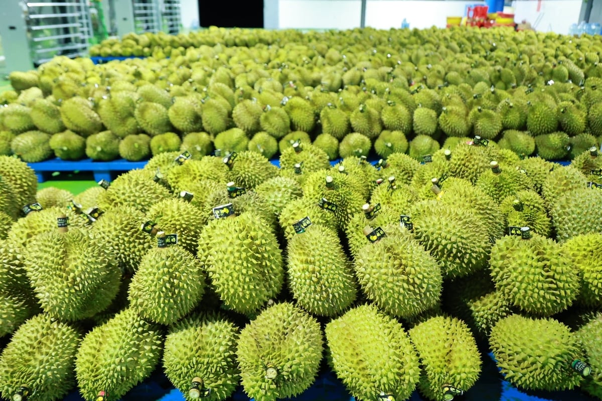 Sầu riêng Đắk Lắk được kiểm soát chất lượng, truy xuất nguồn gốc, từng bước hình thành chuỗi cung ứng minh bạch, ổn định và bền vững. Ảnh: Nhật Tiến. Sầu riêng Đắk Lắk được kiểm soát chất lượng, truy xuất nguồn gốc, từng bước hình thành chuỗi cung ứng minh bạch, ổn định và bền vững. Ảnh: Nhật Tiến.