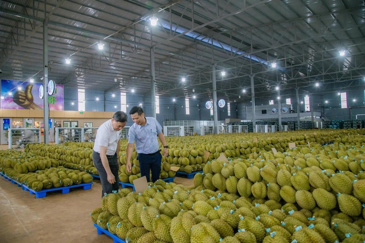 Chủ tịch UBND tỉnh Đắk Lắk yêu cầu gắn tiến độ số hóa dữ liệu sầu riêng với trách nhiệm người đứng đầu. Ảnh: Tuấn Trần.
