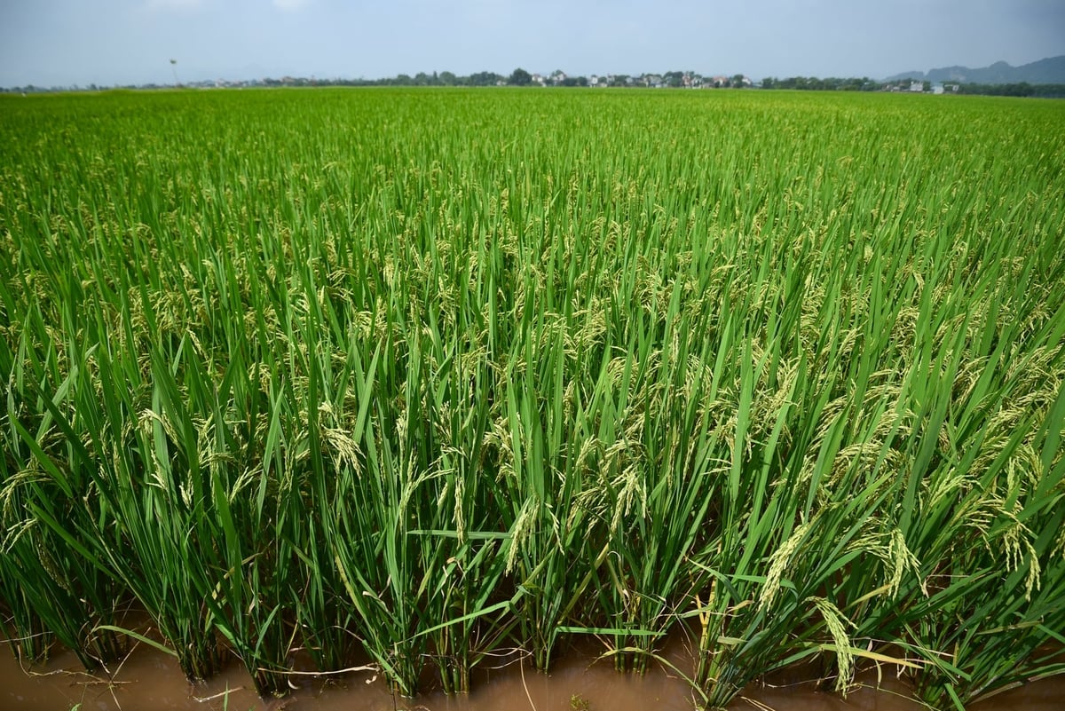 Áp dụng hệ thống canh tác lúa cải tiến (SRI) tại Hà Nội. Ảnh: Tùng Đinh.