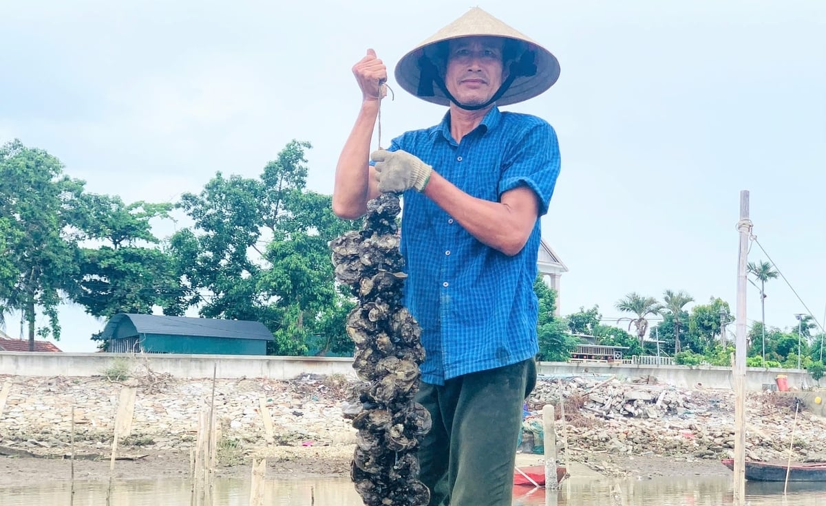 Hộ ông Tạo thu lợi nhuận lớn từ nghề nuôi hàu. Ảnh: Thanh Nga.