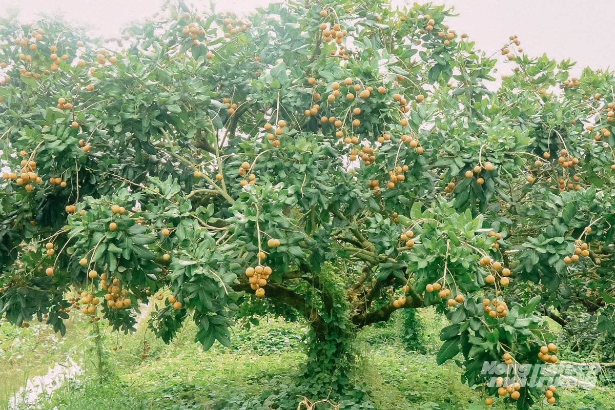 Xã Thới Hưng được xem là vùng trồng thanh nhãn lớn nhất của TP. Cần Thơ và được doanh nghiệp xuất khẩu liên kết ổn định trong vài năm trở lại đây. Ảnh: Kim Anh.