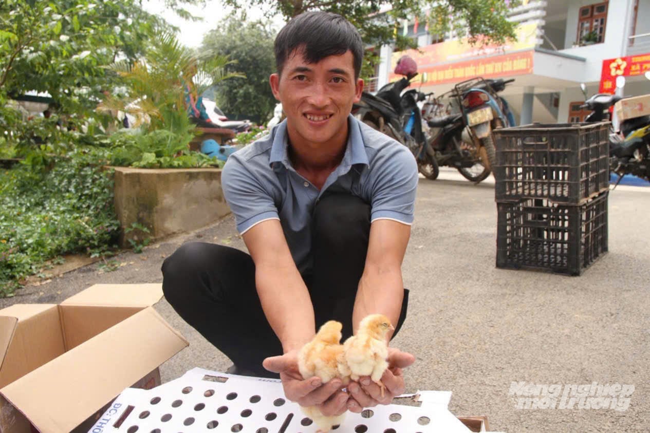 Những chú gà giống theo người dân xã Phiêng Cằm về bản, mở thêm hướng sinh kế cho bà con vùng cao. Ảnh: Nguyễn Nga. Những chú gà giống theo người dân xã Phiêng Cằm về bản, mở thêm hướng sinh kế cho bà con vùng cao. Ảnh: Nguyễn Nga.