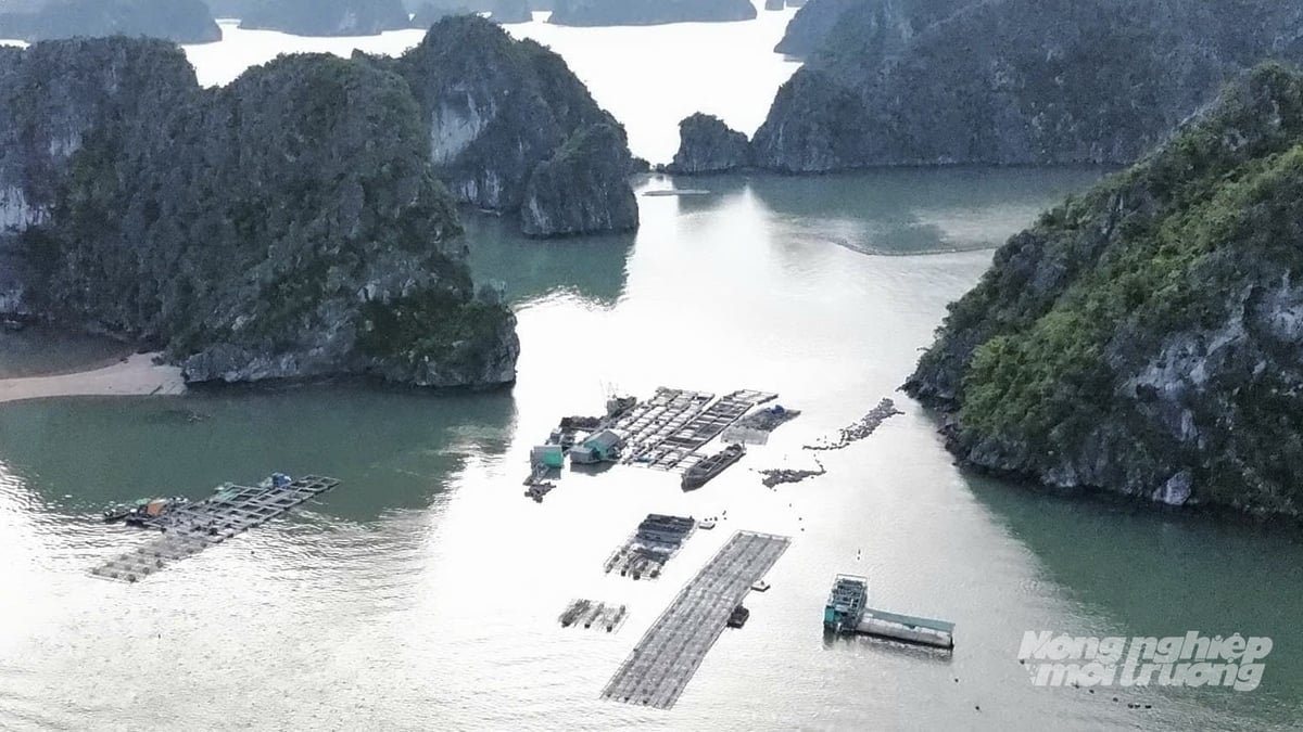 Dữ liệu thủy sản được xây dựng bảo đảm các tiêu chí 'đúng, đủ, sạch, sống', cập nhật thường xuyên và gắn trách nhiệm cụ thể. Ảnh: Tú Thành. Dữ liệu thủy sản được xây dựng bảo đảm các tiêu chí 'đúng, đủ, sạch, sống', cập nhật thường xuyên và gắn trách nhiệm cụ thể. Ảnh: Tú Thành.
