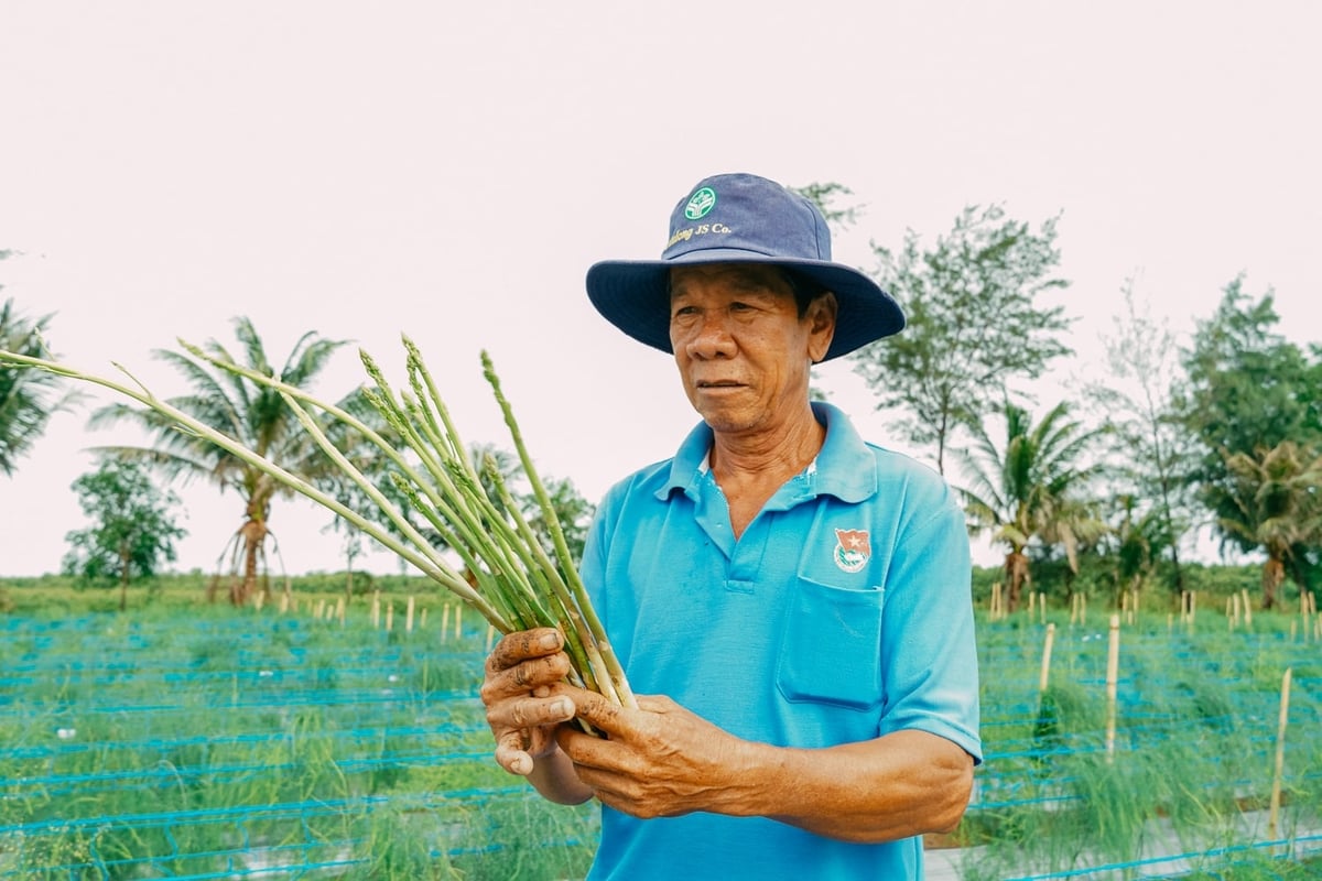 Nông dân Vĩnh Hải đang rất kỳ vọng vào sự phát triển của cây măng tây trên vùng đất cát. Ảnh: Kim Anh. Nông dân Vĩnh Hải đang rất kỳ vọng vào sự phát triển của cây măng tây trên vùng đất cát. Ảnh: Kim Anh.