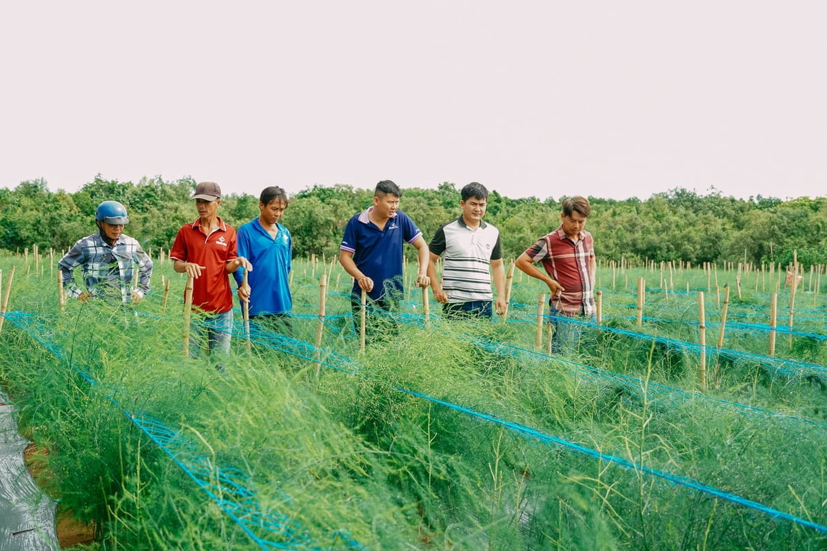 Ngay sau khi những mô hình đầu tiên cho thu hoạch, nhiều hộ dân đã đến tham quan và đăng ký mở rộng diện tích trồng măng tây. Ảnh: Kim Anh. Ngay sau khi những mô hình đầu tiên cho thu hoạch, nhiều hộ dân đã đến tham quan và đăng ký mở rộng diện tích trồng măng tây. Ảnh: Kim Anh.