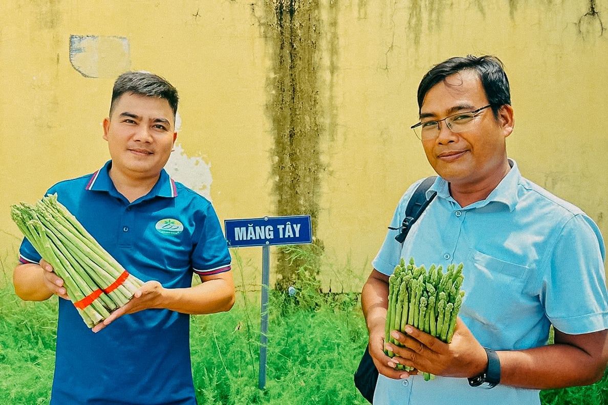 HTX Hành tím Vĩnh Châu đang liên kết với Công ty TNHH Linh Đan Ninh Thuận xây dựng vùng nguyên liệu măng tây tại TP Cần Thơ phục vụ xuất khẩu. Ảnh: Kim Anh. HTX Hành tím Vĩnh Châu đang liên kết với Công ty TNHH Linh Đan Ninh Thuận xây dựng vùng nguyên liệu măng tây tại TP Cần Thơ phục vụ xuất khẩu. Ảnh: Kim Anh.