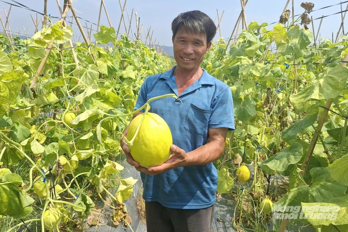 Anh Lương Trọng Anh có thu nhập khá cao từ trồng dưa. Ảnh: Quốc Toản. Anh Lương Trọng Anh có thu nhập khá cao từ trồng dưa. Ảnh: Quốc Toản.