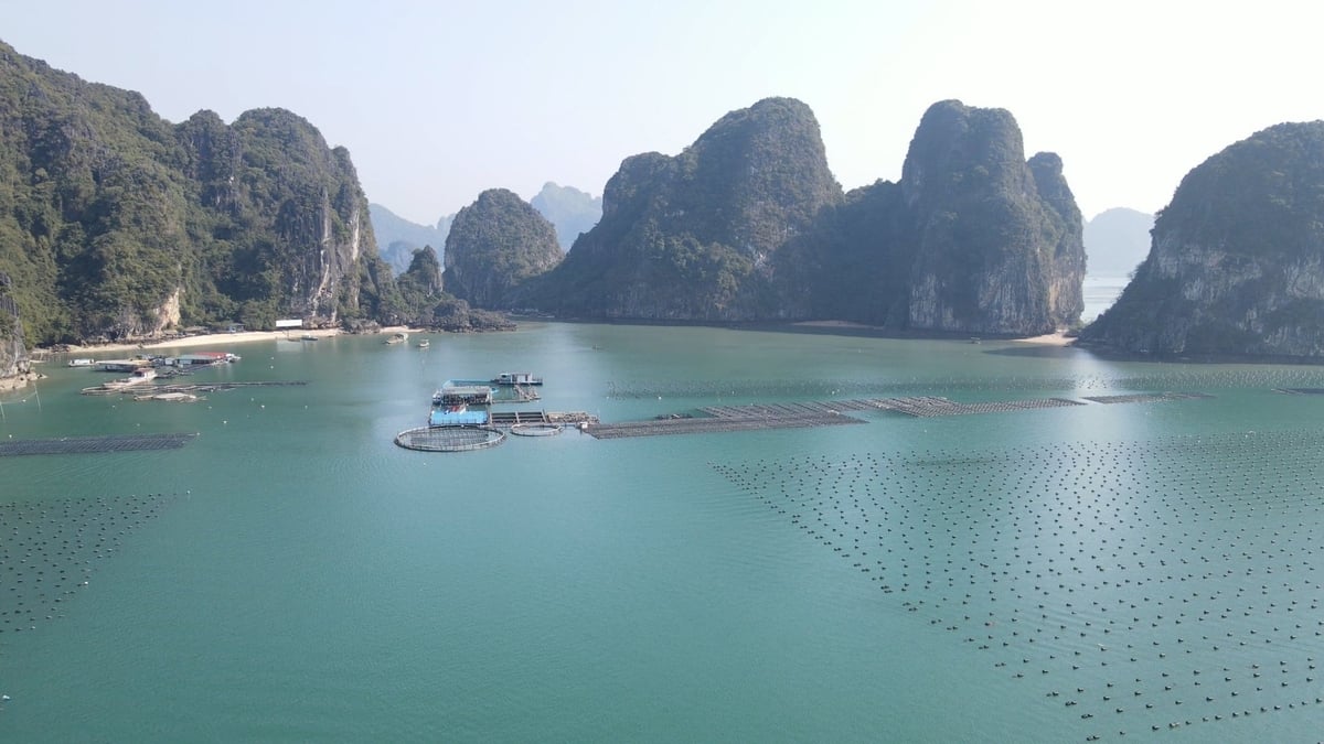Khó khăn về vốn không chỉ là câu chuyện của ngành nuôi biển mà là thực trạng chung của cộng đồng doanh nghiệp. Ảnh: Duy Học.