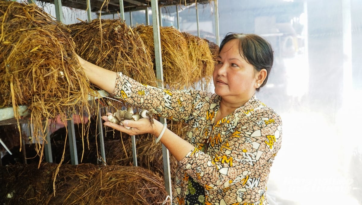 Bà Nguyễn Thị Tươi kiểm tra nấm rơm đang phát triển trên giàn trong nhà kín. Ảnh: Văn Vũ.