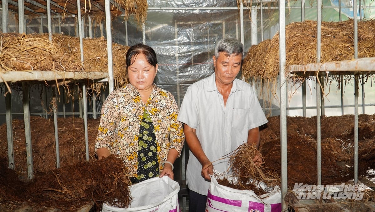 Bà Tươi và chồng thu gom rơm sau vụ trồng nấm. Phần rơm phế phẩm được bán làm nguyên liệu sản xuất phân hữu cơ. Ảnh: Văn Vũ.