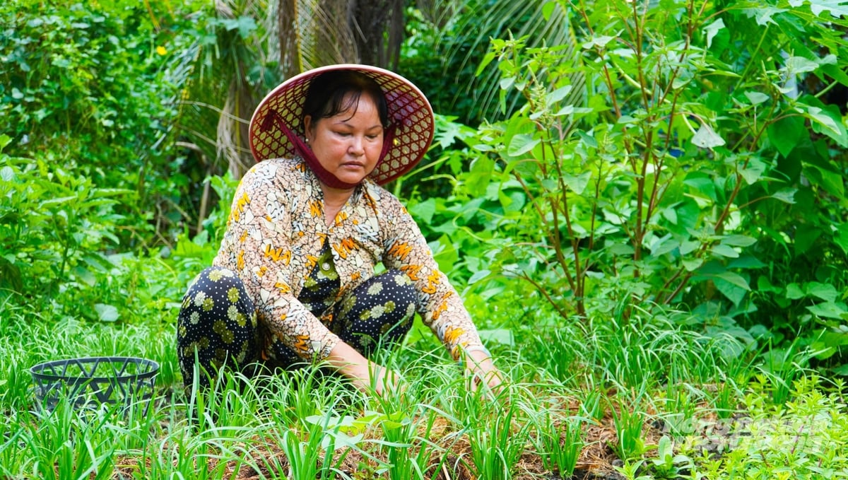 Bà Tươi chăm sóc rau màu tại vườn nhà, phần rơm sau trồng nấm được tận dụng làm phân bón trồng rau. Ảnh: Văn Vũ.