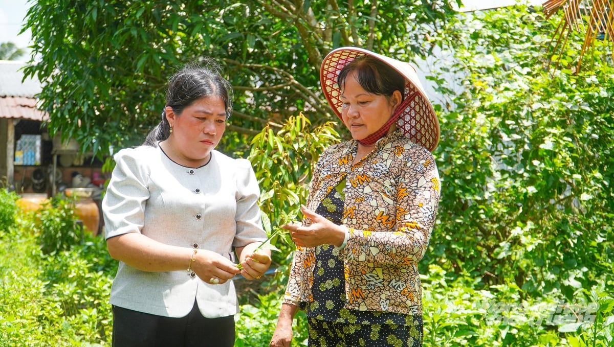 Bà Tươi (phải) trao đổi với cán bộ Hội Phụ nữ xã Vị Thanh 1 về trồng rau bằng phân hữu cơ từ rơm phế phẩm sau khi trồng nấm. Ảnh: Văn Vũ.
