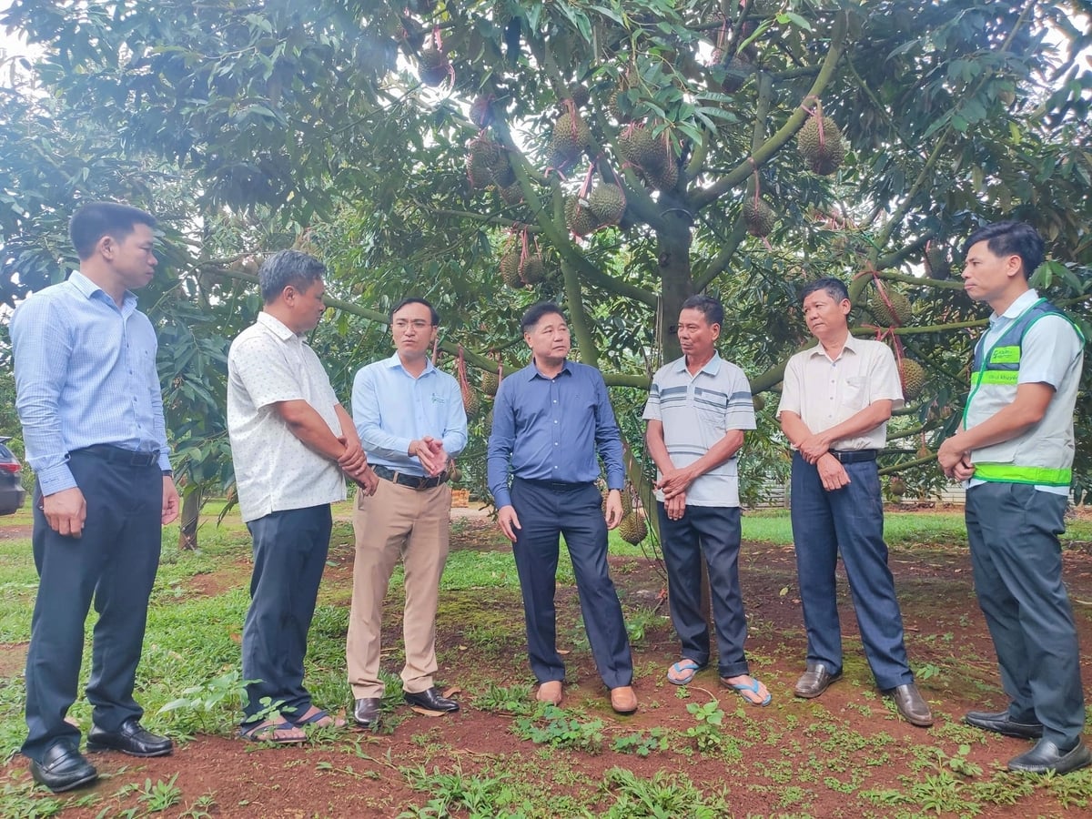 Đoàn công tác của Trung tâm Khuyến nông Quốc gia tham quan vườn trồng sầu riêng. Ảnh: Trần Thọ.