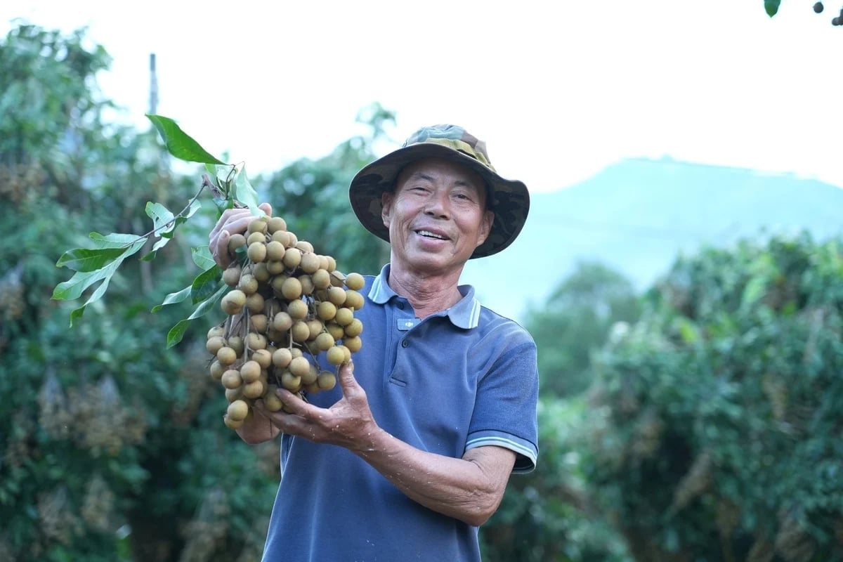 Giống nhãn Ánh Vàng 205 được kỳ vọng mở hướng đi mới cho vùng nhãn trọng điểm của tỉnh Tuyên Quang. Ảnh: Hải Đăng.
