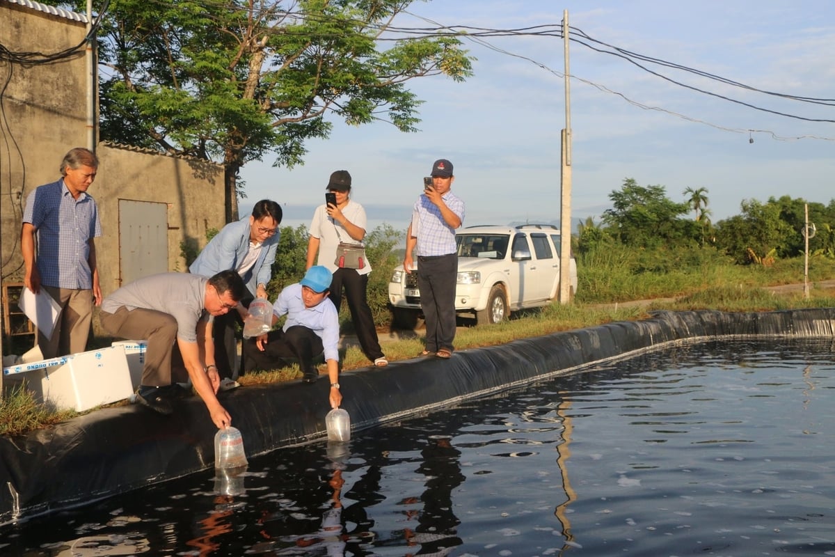 Lãnh đạo Trung tâm Khuyến nông tỉnh Quảng Ngãi thả giống cho các hộ tham gia mô hình. Ảnh: Khuyến nông Quảng Ngãi.