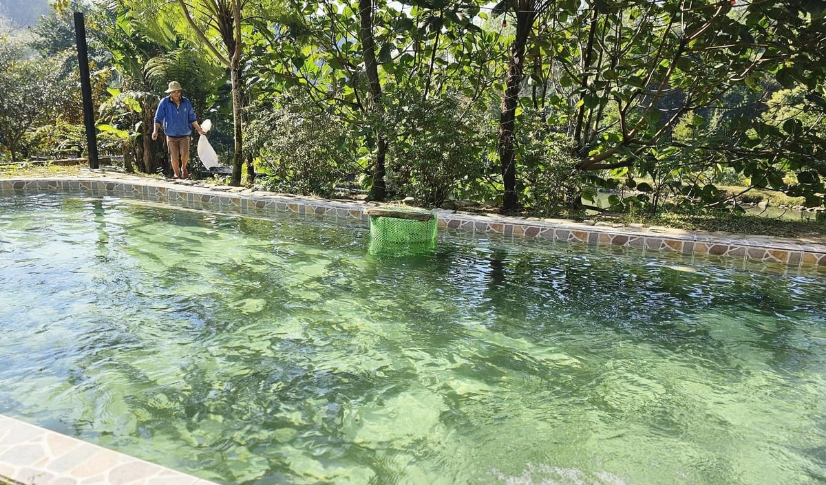 Với sự đồng hành của khuyến nông địa phương, trang trại nuôi cá tầm Siberi được anh Phương đầu tư đồng bộ, mang lại hiệu quả kinh tế cao. Ảnh: Văn Dinh.
