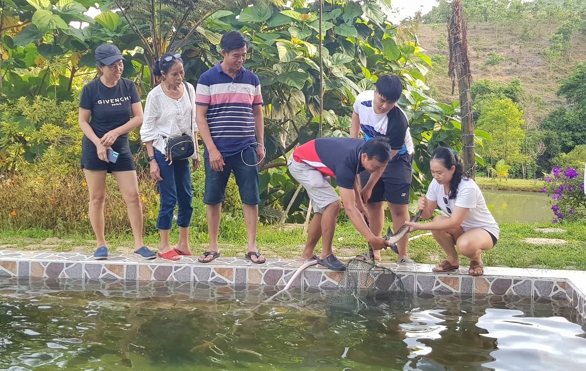 Trung tâm Khuyến nông TP Huế đang chuyển giao tiến bộ khoa học công nghệ ương, nuôi cá tầm theo chuỗi giá trị cho người dân. Ảnh: Văn Dinh.
