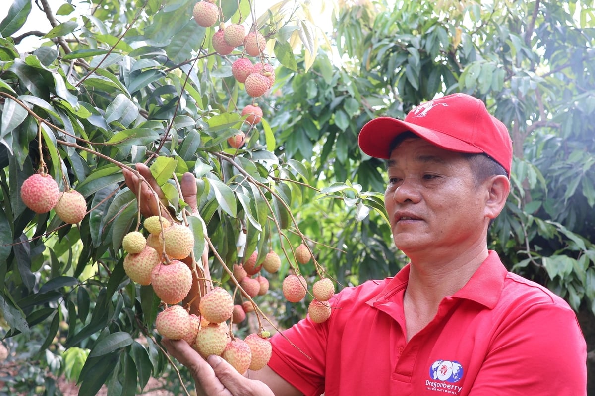 Anh Phạm Văn Giang phấn khởi với những chùm vải trứng hồng Thanh Hà trong vụ sản xuất vừa qua. Ảnh: Đinh Mười. Anh Phạm Văn Giang phấn khởi với những chùm vải trứng hồng Thanh Hà trong vụ sản xuất vừa qua. Ảnh: Đinh Mười.