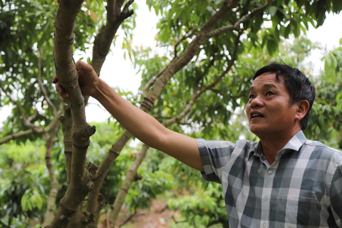 Anh Phạm Văn Giang đang ấp ủ nâng tầm quả vải Thanh Hà bằng việc đang thay bằng giống mới trứng hồng Thanh Hà. Ảnh: Đinh Mười. Anh Phạm Văn Giang đang ấp ủ nâng tầm quả vải Thanh Hà bằng việc đang thay bằng giống mới trứng hồng Thanh Hà. Ảnh: Đinh Mười.