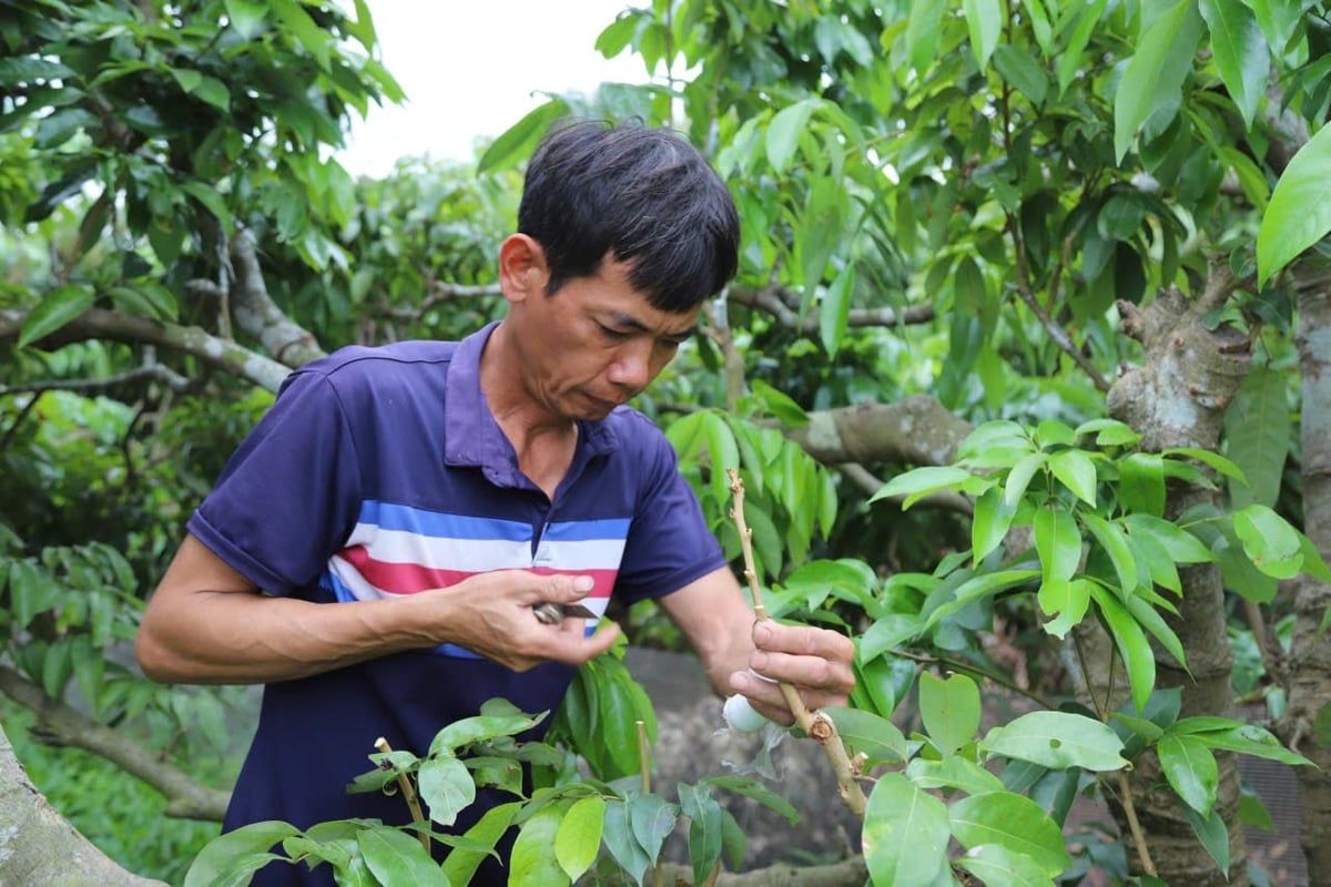 Những cây vải không ra quả vụ vừa qua được anh Giang và các thành viên trong Tổ sản xuất ghép giống vải mới. Ảnh: Đinh Mười. Những cây vải không ra quả vụ vừa qua được anh Giang và các thành viên trong Tổ sản xuất ghép giống vải mới. Ảnh: Đinh Mười.