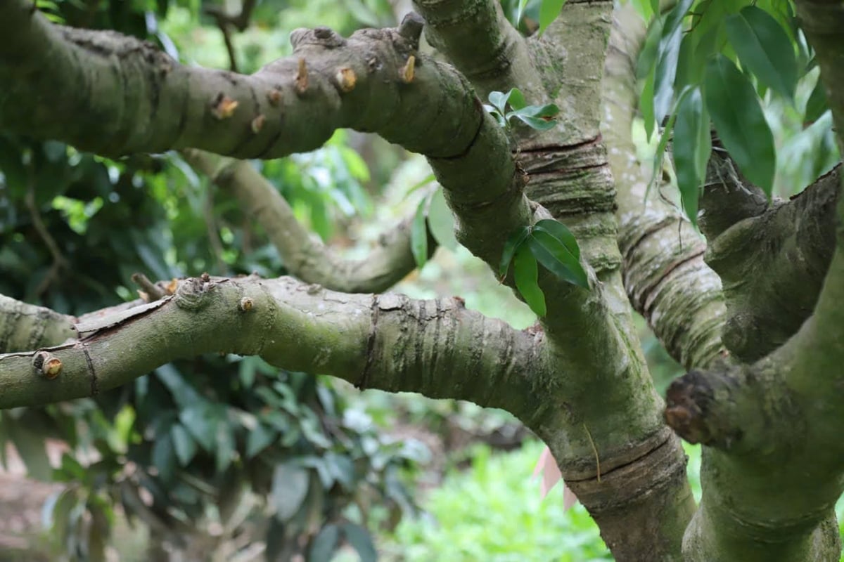 Những gốc vải chi chít vết khoanh gốc để can thiệp kỹ thuật giúp vải ra hoa, đậu quả tốt hơn. Ảnh: Đinh Mười. Những gốc vải chi chít vết khoanh gốc để can thiệp kỹ thuật giúp vải ra hoa, đậu quả tốt hơn. Ảnh: Đinh Mười.
