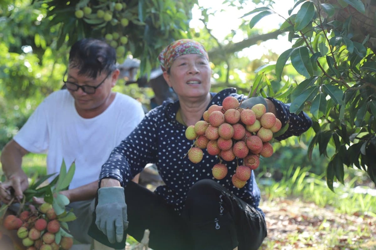 Trong khi nhiều hộ mất mùa, một số hộ biết ứng dụng khoa học kỹ thuật vào sản xuất vẫn có vụ vải 2026 thắng lợi. Ảnh: Đinh Mười. Trong khi nhiều hộ mất mùa, một số hộ biết ứng dụng khoa học kỹ thuật vào sản xuất vẫn có vụ vải 2026 thắng lợi. Ảnh: Đinh Mười.