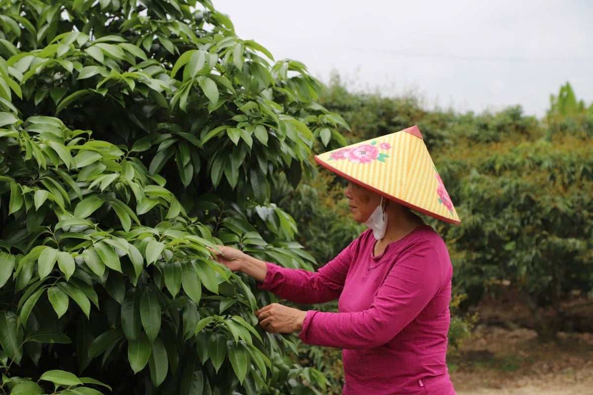 Bà Lê Thị Anh, Tổ phó Tổ sản xuất số 1 xã Hà Đông, TP Hải Phòng chia sẻ kinh nghiệm áp dụng kỹ thuật trồng vải. Ảnh: Đinh Mười. Bà Lê Thị Anh, Tổ phó Tổ sản xuất số 1 xã Hà Đông, TP Hải Phòng chia sẻ kinh nghiệm áp dụng kỹ thuật trồng vải. Ảnh: Đinh Mười.