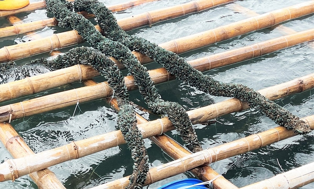 Những dây vẹm giống chuẩn bị thả nuôi. Ảnh: Thanh Nga.