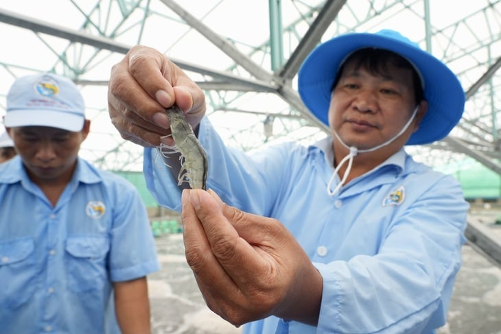 Tập đoàn Việt Úc đặt mục tiêu tiếp tục giữ vị thế trong chương trình chọn giống và sản xuất con giống trong nước, đồng thời nâng thị phần từ 32% hiện nay lên 50% trong vòng 5 năm tới. Ảnh: Hữu Hạnh/Tuổi trẻ.