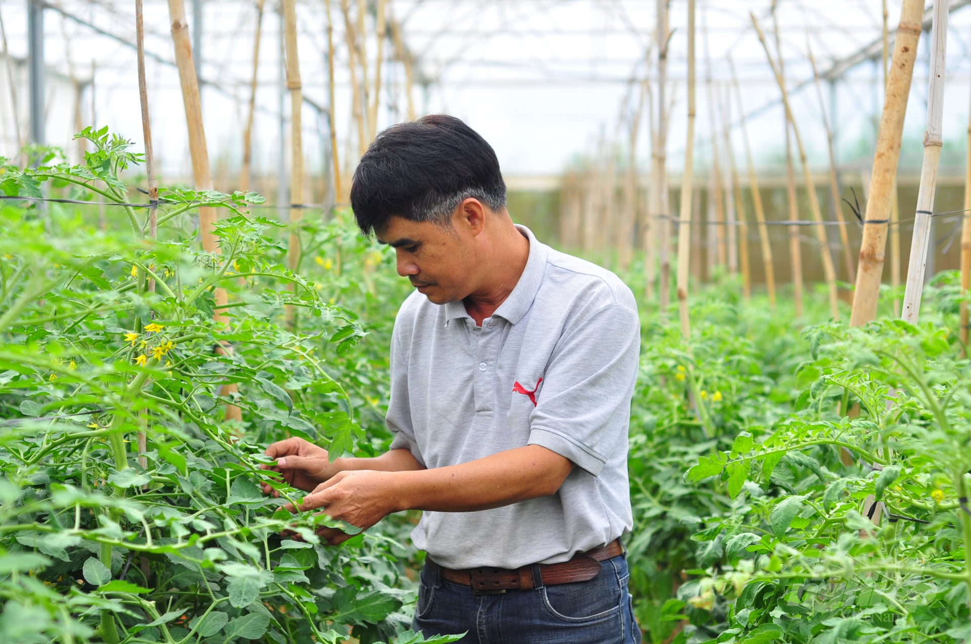 Với giống đặc thù, tác giả có thể tự đưa ra phương án khảo nghiệm, đánh giá, báo cáo cơ quan quản lý và tự chịu trách nhiệm về kết quả đánh giá. Ảnh: Minh Hậu. Với giống đặc thù, tác giả có thể tự đưa ra phương án khảo nghiệm, đánh giá, báo cáo cơ quan quản lý và tự chịu trách nhiệm về kết quả đánh giá. Ảnh: Minh Hậu.